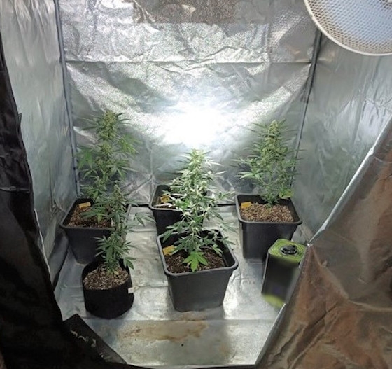 Με ειδικό σύστημα καλλιεργούσε 5 δενδρύλλια κάνναβης.